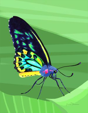 Birdwing Butterfly