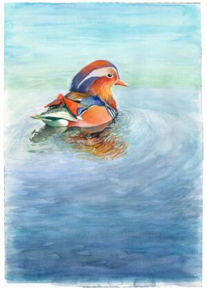 Mandarin Duck